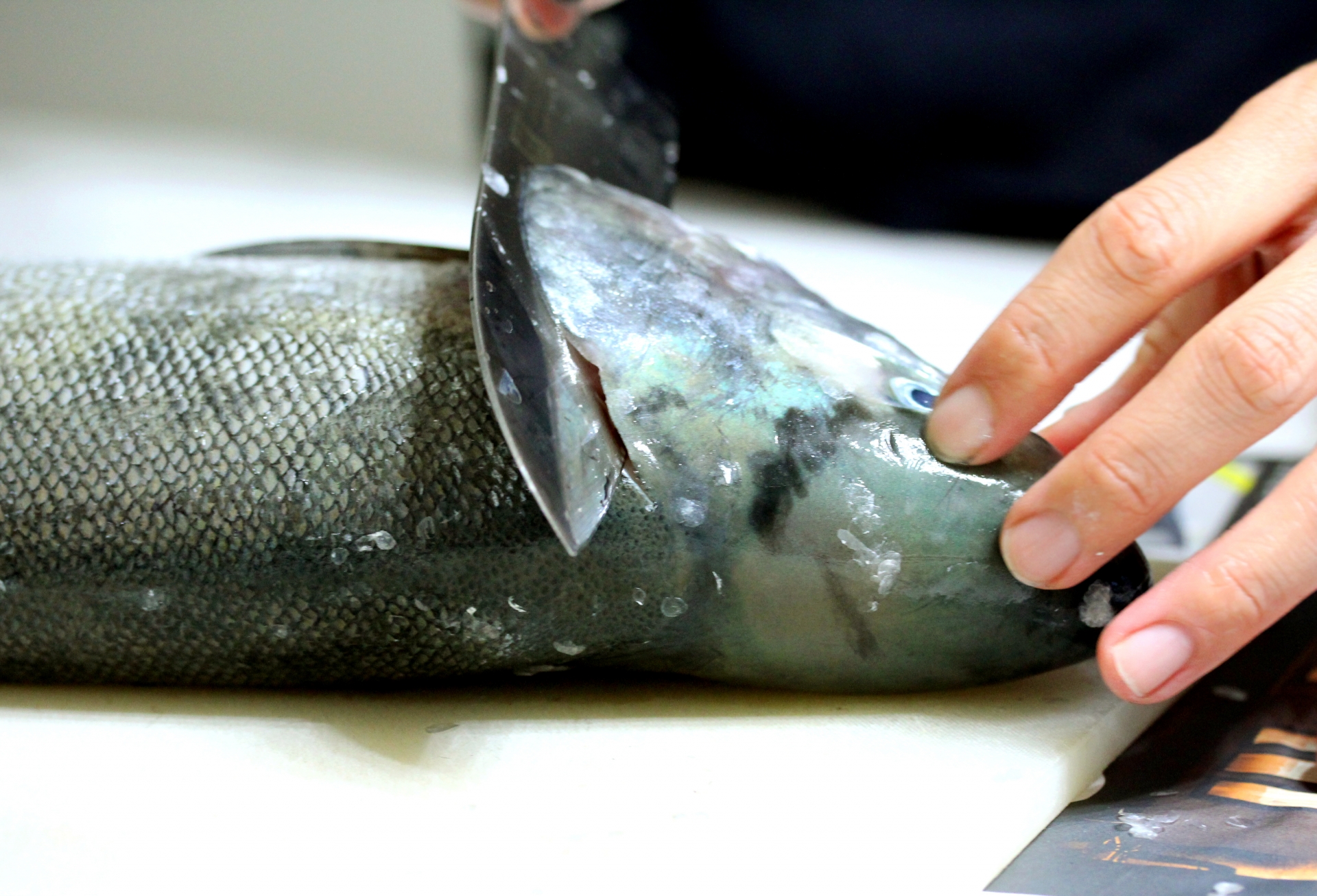 魚を捌きたい